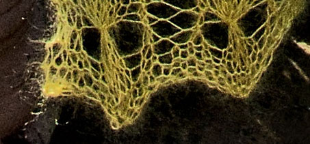 Kante Garder Stitch2
